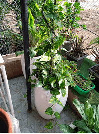 Beautification Services - 3