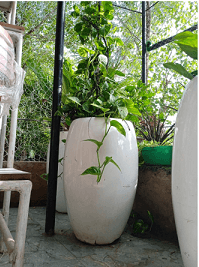 Beautification Services - 4