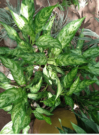 Beautification Services