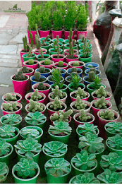 Flower Arrangement - 2