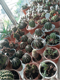 Flower Arrangement - 3