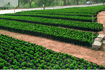 Green Grass for Lawn