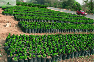 Green Grass for Lawn - 2