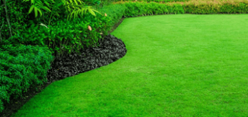 green grass for lawn